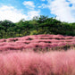 40 PINK MUHLY GRASS Cotton Candy Grass Muhlenbergia Capillaris Native Seeds