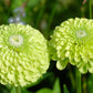 250 GREEN ENVY ZINNIA Elegans Heirloom Chartreuse Double Flower Seeds