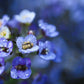 100 WONDERLAND BLUE ALYSSUM Lobularia Maritima Flower Seeds