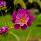 200 COSMOS SEASHELLS Cosmos Bipinnatus Sea Shells Flower Seeds