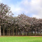 400 Royal PAULOWNIA EMPRESS TREE Tomentosa Flower Seeds