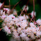 20 NEW JERSEY TEA Hummingbird Flower Ceanothus Americanus White Light Pink Shrub Seeds