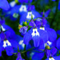 200 Electric Blue & White HALF MOON LOBELIA Erinus Flower Seeds