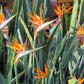 5 TROPICAL BIRD OF PARADISE Strelitzia Reginae Crane Flower Houseplant Seeds