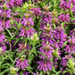 2000 BEE BALM Lemon MINT Monarda Citriodora Herb Purple Flower Seeds