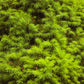 60 Organic Seeds COMMON JUNIPER (20 Berries) Juniperus Communis Tree Shrub Evergreen Conifer Blue Berry Yellow Flower aka Gin Berry Pine