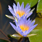 10 BLUE WATER LILY / Lily Pad / Asian Water Lotus / Sacred Egyptian Lotus Nymphaea Caerulea Flower Seeds