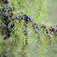 60 Organic Seeds COMMON JUNIPER (20 Berries) Juniperus Communis Tree Shrub Evergreen Conifer Blue Berry Yellow Flower aka Gin Berry Pine