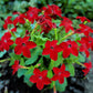 100 Red CRIMSON KING NICOTIANA (Ornamental Flowering Tobacco) Nicotiana Affinis Flower Seeds