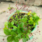 150 FAME FLOWER Jewels of Opar Talinum Paniculatum Portulaca Patens Fameflower Vegetable Leaf Seeds