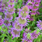 2000 BEE BALM Lemon MINT Monarda Citriodora Herb Purple Flower Seeds