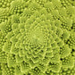 500 ROMANESCO BROCCOLI Broccoflower Roman Cauliflower Pyramid Broccolo Brassica Oleracea Vegetable Seeds