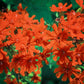 300 MALTESE CROSS Jerusalem Cross Lychnis Chalcedonica Campion Silene Flower Seeds