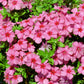100 PINK DRUMMOND PHLOX Phlox Drummondii Flower Seeds