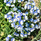 50 BLUE & WHITE Nemesia Strumosa Flower Seeds