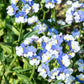 50 BLUE & WHITE Nemesia Strumosa Flower Seeds