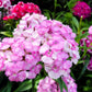 500 MIXED CHINESE PINKS China Rainbow Pink Dianthus Chinensis Bicolor Flower Seeds