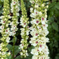 100 WHITE BLUSH VERBASCUM Blattaria Albiflorum Moth Mullein Flower Seeds