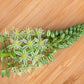 20 PREGNANT ONION SEEDS aka False Sea Onion Lily Ornithogalum Caudatum Flower Good Houseplant