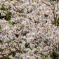 10 WHITE ORCHID TREE Bauhinia Alba syn Variegata Candida Hawaiian Mountain Ebony Camel's Foot Butterfly Flower Tree Hummingbird Seed