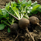 300 BLACK SPANISH ROUND Hot Spicy European Raphanus Sativus Root Vegetable Seeds