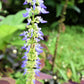 20 BLACK DRAGON COLEUS Solenostemon Scutellarioides Painted Nettle Maroon & Black Shade Flower Seeds