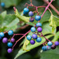 10 Variegated PORCELAIN BERRY VINE Ampelopsis Brevipedunculata Elegans Ampelopsis Glandulosa Amur Peppervine Blue Pink Purple Berries Seeds