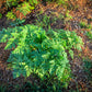 200 BRUSSELS WINTER CHERVIL Anthriscus Gourmet European Heirloom Herb Vegetable Seeds