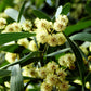 20 AUSTRALIAN BLACKWOOD TREE Black Acacia Melanoxylon Wattle Yellow Flower Seeds