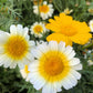 1000 GARLAND CROWN DAISY Chrysanthemum Coronarium Glebionis White Yellow Flower Seeds