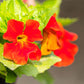 100 Twinkle RED MONKEY FLOWER Mimulus Seeds