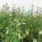 1500 Organic SESAME SEED Sesamum Indicum White Flower Vegetable Bread Seeds