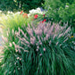 25 Dwarf Purple CHINESE FOUNTAIN GRASS Pennisetum Alopecuroides Hardy Ornamental Seeds