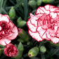 50 Avranchin RED & WHITE CARNATION Dianthus Caryophyllus Chabaud Flower Seeds