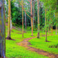 50 RAINBOW EUCALYPTUS Deglupta Gum Multicolor Bark Tree Seeds