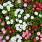 100 MIXED Colors ENGLISH DAISY Bellis Perennis Flower Seeds