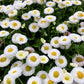 100 MIXED Colors ENGLISH DAISY Bellis Perennis Flower Seeds