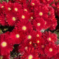 100 Gelato Bright RED ICE PLANT Mesembryanthemum Daisy Livingstone Flower Seeds