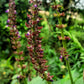 100 CANADIAN GERMANDER American Wood Sage Teucrium Canadense Herb Flower Seeds
