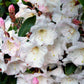 50 FORTUNE RHODODENDRON Fortunei Shrub Rose Pink Mauve White Flower Seeds