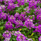 500 Sweet ALYSSUM ROYAL CARPET Lobularia Maritima Violet Blue Flower Seeds