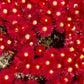 100 Gelato Bright RED ICE PLANT Mesembryanthemum Daisy Livingstone Flower Seeds