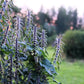 50 MOTHERWORT (Lions Tail / Heartwort) Leonurus Cardiaca Herb Flower Seeds