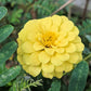 250 ISABELLINA ZINNIA Elegans Pastel Light Yellow Double Heirloom Flower Seeds