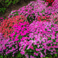 500 MIXED CHINESE PINKS China Rainbow Pink Dianthus Chinensis Bicolor Flower Seeds