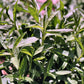300 MEXICAN Mint MARIGOLD Spanish Tarragon Tagetes Lucida Flower Herb Seeds