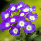 100 MIXED COLORS VERBENA Hybrida Compacta Flower Seeds