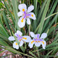 25 WHITE AFRICAN IRIS Fortnight Lily Dietes Iridioides Vegeta aka Cape or Butterfly Iris Yellow Purple Flower Seeds