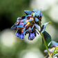 10 BLUE SHRIMP PLANT / Honeywort Cerinthe Major Flower Seeds