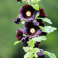 25 BLACK HOLLYHOCK Alcea Rosea Nigra Flower Seeds